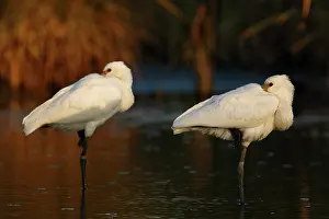 Platalea: Eurasian Spoonbill