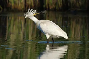 Jonker: Eurasian Spoonbill