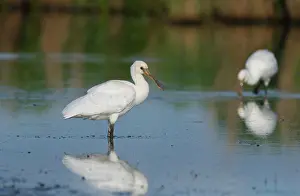Jonker: Eurasian Spoonbill