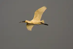 Platalea: Eurasian Spoonbill