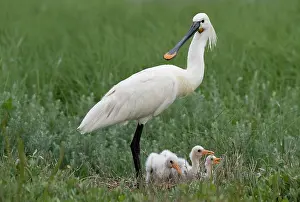 Texel: Eurasian Spoonbill