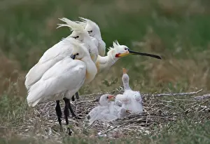 Texel: Eurasian Spoonbill