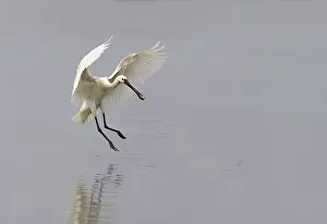 Flevoland: Eurasian Spoonbill