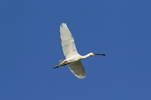 Spoonbills: Eurasian Spoonbill - adult bird in flight - Wadden
