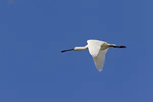 Spoonbills: Eurasian Spoonbill - adult bird in flight - Wadden