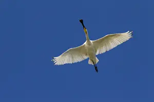 Spoonbills: Eurasian Spoonbill - adult bird in flight - Wadden
