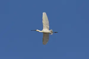 Platalea: Eurasian Spoonbill - adult bird in flight - Wadden