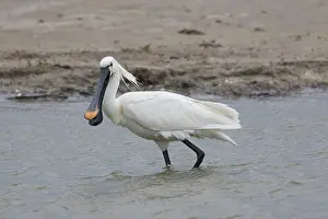Platalea: Eurasian Spoonbill - adult in breeding plumage foraging