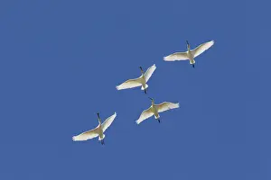Spoonbills: Eurasian Spoonbill - birds in flight - Wadden Sea