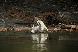 Spoonbills: Eurasian Spoonbill / Common Spoonbill bathing