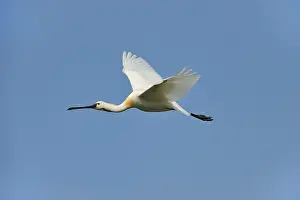 Spoonbills: Eurasian Spoonbill / Common Spoonbill in flight