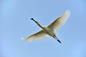 Spoonbills: Eurasian Spoonbill / Common Spoonbill in flight