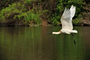 Spoonbills: Eurasian Spoonbill / Common Spoonbill in flight