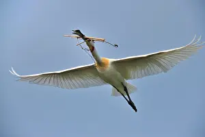 Spoonbills: Eurasian Spoonbill / Common Spoonbill with nesting