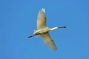 Platalea: Eurasian spoonbill or common spoonbill (Platalea