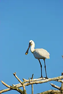 Platalea: Eurasian spoonbill or common spoonbill (Platalea