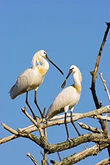 Platalea: Eurasian spoonbill or common spoonbill (Platalea
