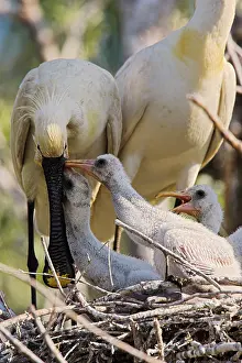 Platalea: Eurasian spoonbill or common spoonbill (Platalea
