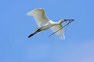 Platalea: Eurasian spoonbill or common spoonbill (Platalea