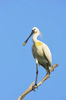 Platalea: Eurasian spoonbill or common spoonbill (Platalea