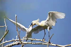 Platalea: Eurasian spoonbill or common spoonbill (Platalea