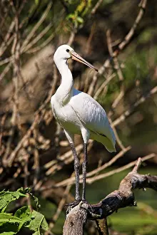 Platalea: Eurasian spoonbill or common spoonbill (Platalea