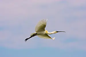 Platalea: Eurasian spoonbill or common spoonbill (Platalea