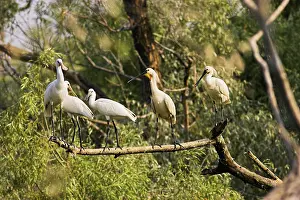 Platalea: Eurasian spoonbill or common spoonbill (Platalea