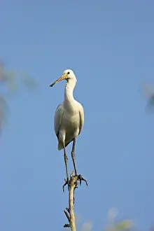 Platalea: Eurasian spoonbill or common spoonbill (Platalea