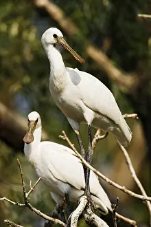 Platalea: Eurasian spoonbill or common spoonbill (Platalea