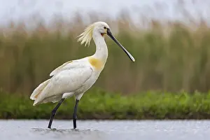 Hungary: Eurasian Spoonbill (Platalea leucorodia)