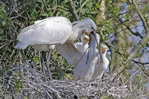 Platalea: Eurasian Spoonbill (Platalea leucorodia) adult