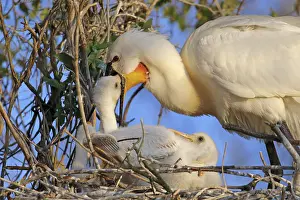 Platalea: Eurasian Spoonbill (Platalea leucorodia) adult