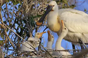 Platalea: Eurasian Spoonbill (Platalea leucorodia) adult