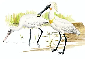 Spoonbills: Eurasian spoonbill (Platalea leucorodia) adult in front and juvenile behind