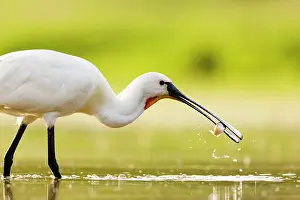 Splash: Eurasian spoonbill (Platalea leucorodia) catching