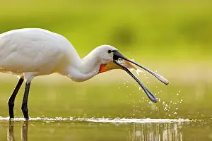 Splash: Eurasian spoonbill (Platalea leucorodia) catching