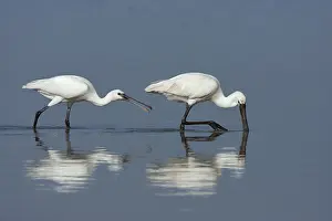 Flevoland: Eurasian Spoonbill (Platalea leucorodia) chick