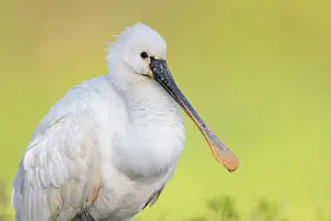 Making: Eurasian Spoonbill (Platalea leucorodia), close-