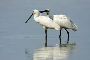 2000: Eurasian Spoonbill (Platalea leucorodia) couple preening each other