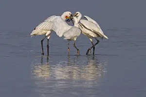 Flevoland: Eurasian Spoonbill (Platalea leucorodia) feedin