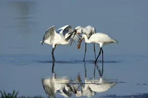Flevoland: Eurasian Spoonbill (Platalea leucorodia) feedin
