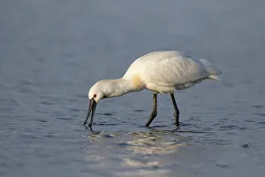 Leucorodia: Eurasian Spoonbill (Platalea leucorodia) fishing