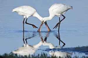 Platalea: Eurasian Spoonbill (Platalea leucorodia) foragi