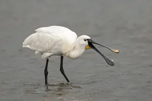 Platalea: Eurasian Spoonbill (Platalea leucorodia) foragi