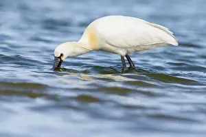 Leucorodia: Eurasian Spoonbill (Platalea leucorodia) foraging