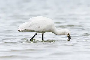Leucorodia: Eurasian Spoonbill (Platalea leucorodia) foraging