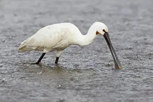 Platalea: one Eurasian spoonbill (Platalea leucorodia) foraging in rainfall