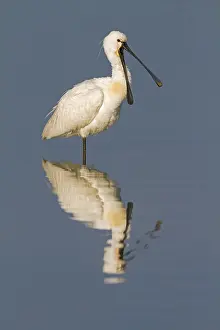 Flevoland: Eurasian Spoonbill (Platalea leucorodia) gaping