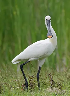 Adaptation: Eurasian Spoonbill (Platalea leucorodia) on ground